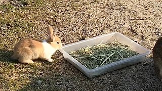 Baby rabbit stopped moving.