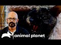 Can Jackson Save this Troubled Cat From Being Put Down?! | My Cat From Hell | Animal Planet