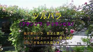 薔薇が大好き　私のつるバラ　剪定・誘引　宍粟市ケンちゃん