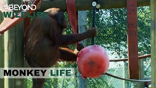 S7E15 | Big Girl Oshine Shares Her Giant Ice Lolly  | Monkey Life | Beyond Wildlife