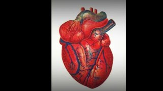 Top 5 facts about human heart /पांच चीज इंसानी दिल के बारेमे