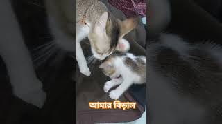 আমার বিড়াল #funnyvideo #cute #cat #mycat #hopcat #catfunny #catlover #catslap #funnycatvideos