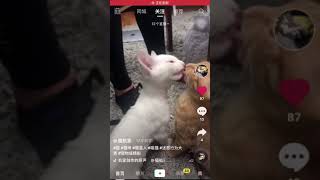 猫咪接吻🥰🥰🥰