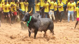 2023 கீழத்தானியம் ஜல்லிக்கட்டு, Keelathaniyam Jallikkattu