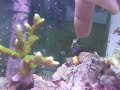 bumblebee shrimp attack