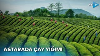 Astarada çay yığımı zamanı yeni metodlardan istifadə edilir - BİRBAŞA BAĞLANTI