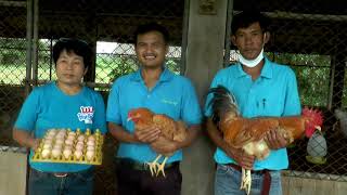 บูม!! ไก่เหลืองดงยอ สัตว์เศรษฐกิจใหม่ สร้างรายได้ให้ชุมชน (สกลนคร)