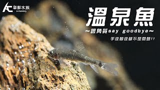 吃手皮吃腳皮的 溫泉魚｜水族星球（Aquarium Planet）｜AC草影水族