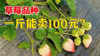 为何草莓一斤能卖100元？考察了半年，下茬开始试种【付老师种植技术团队官方频道】