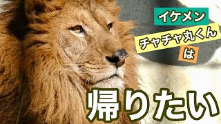 チャチャ丸くんは帰りたい