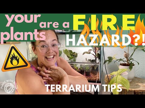 Terrarium tips – Advice and tricks to help you grow difficult plants Plant with Roos