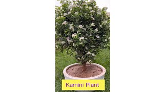 Kamini Bonsai Plants Available || Contact Now 👇 || BonsaiGardenNursery ||