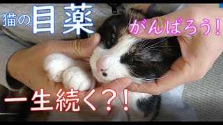 【猫の目薬】猫の点眼は一生続く?！がんばろうっと！！