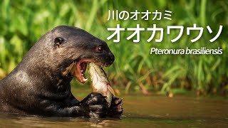 オオカワウソ　川のオオカミと呼ばれるワケ