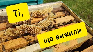 ✅Ці бджоли мали померти, але щось пішло не так...