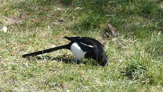 Magpie digging