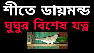 শীতে ডায়মন্ড ঘুঘুর যত্ন।। China Dove