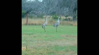 Mating Ritual   Sandhill Cranes  Venus Ranch in Venus, Fl