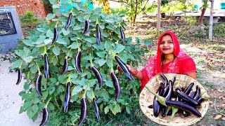 Make fresh kalonji of farm-fresh brinjal in our UP style. The taste will be so spicy that people ...