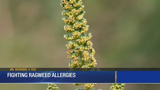 Fighting Ragweed Allergies
