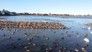 新潟県瓢湖(ひょうこ)の白鳥