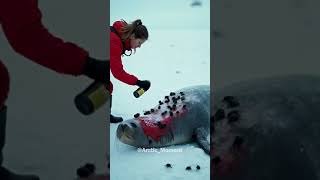 How a volunteer saved a seal's life! #arctic #arcticanimals #seal #saveanimals