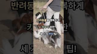 반려동물을 행복하게 키우기 위한 세 가지 관리 팁