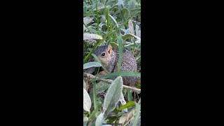 Interrupting a Baby Squirrel's lunch!