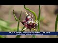 You Should Be Growing These! Egyptian Walking Onions