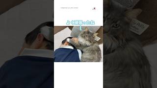 頑張った男の子を褒める猫兄さん｜PECO #猫と男の子 #サイベリアン #猫 #愛猫家 #catandboy #siberian #siberianforestcat #cat #catlover