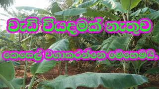 March 2, 2024my Banana plantation|මගේ කෙසෙල් වගාව|slfarmers|