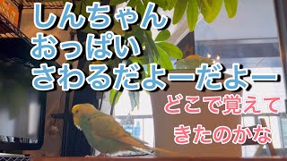 2024.11.30 そんな言葉どこで覚えてきたのかな　【セキセイインコしんちゃんときょきょの暮らし】#お喋りインコ