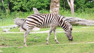 天王寺動物園のアフリカサバンナゾーン（2018.5.19）