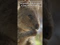 quokka a smiling animal from australia 😍 kangaroo animals quokka