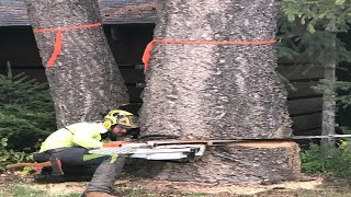 Massive Old Tree Cutting Down Skill, Fastest Stihl Chainsaw Machines Felling Tree Technology