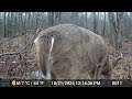 wild killarney our cameras gave us more than we expected killarneyontario naturevideos