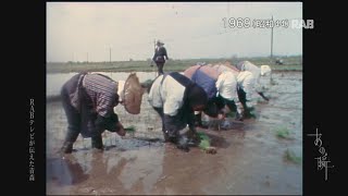 1969 津軽地方の田植え作業