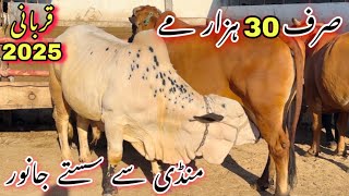 Mid Range Qurbani 2025 Collection Agye 🔥 | Mandi Se Sastay Janwer Agye ❤️ || Cow Mandi 2025