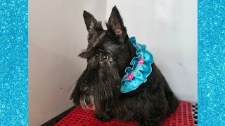 Scottish terrier (Scottie) pet cut, grooming