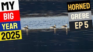 Horned Grebe A Rare Duck - My Big Year Ep 5