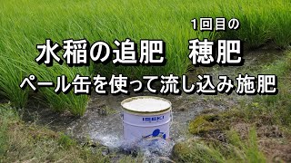 水稲の追肥　穂肥の１回目・・ペール缶を使って流し込み施肥！