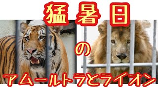 カイとヒューイ、チャチャ丸とネネ猛暑日の過ごし方