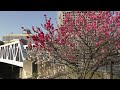 【桜】みなとみらいの桜 vlog横浜 yokohama japan 【4k】