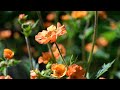 Geum (Geum ‘totally tangerine’)