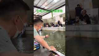 華麗優雅的釣蝦 ｜#蝦場老闆的眼淚｜龜毛拔拔｜釣蝦｜钓虾｜罗氏虾｜虾场