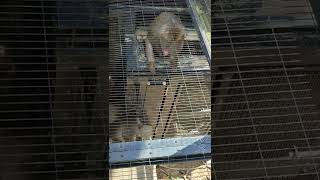 日朝■①ヤクシマザル・屋久島猿・沖縄こどもの国・・・Yakushima_Monkey ・Okinawa Zoo \u0026 Museum(20220828)