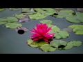 4k. 埼玉にもモネの池が... monet s pond in japan