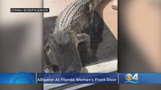 Aggressive Gator Bangs On Florida Woman's Glass Front Door