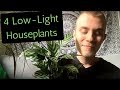 Four Low-Light Houseplants