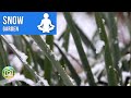 Snow Garden | Relaxing Ambient Music